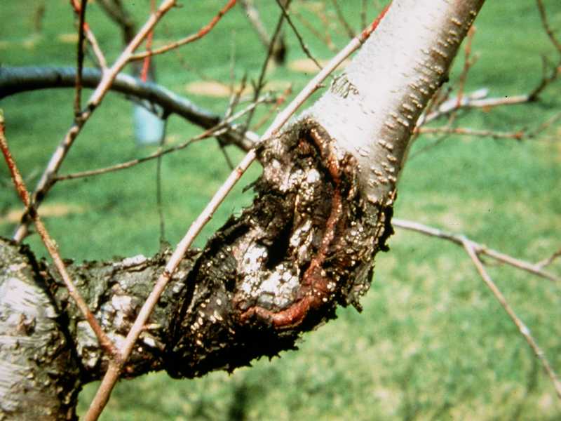 Gummosis of Fruit Trees
